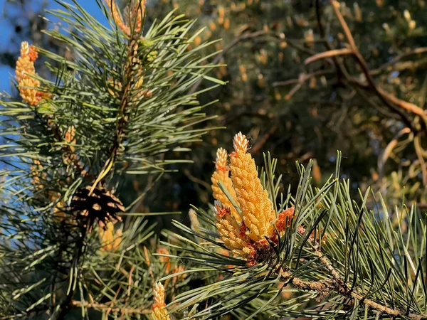 Pine Flowering Due Large Amount Pollen Difficult Period Allergy Sufferers — Stock Photo, Image
