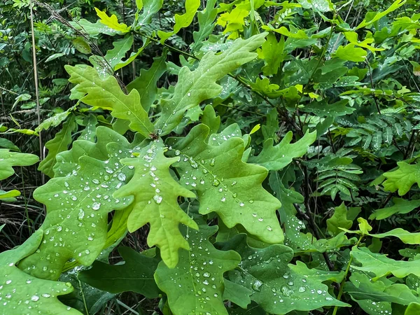 Liście Dębu Zielnego Małymi Kroplami Deszczu — Zdjęcie stockowe