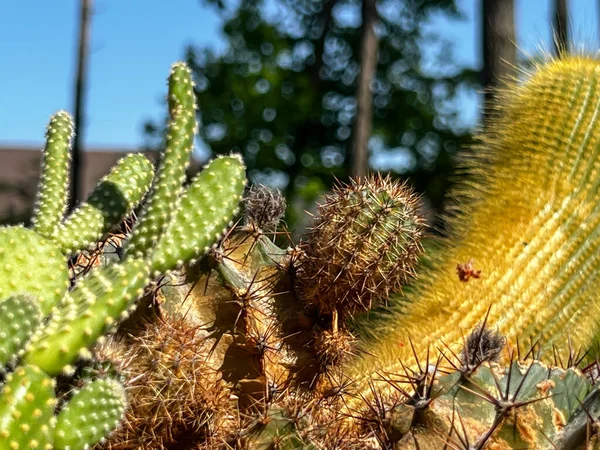 Oude Cactussen Weergegeven Vanuit Een Vensterbank Het Bos — Stockfoto