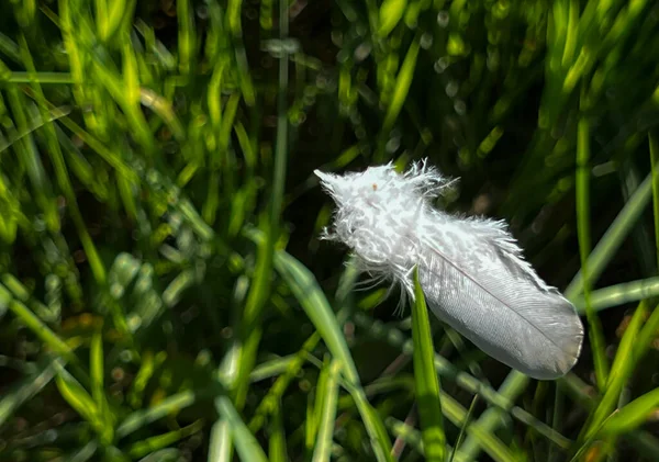 Ένα Λευκό Φτερό Ξαπλωμένο Μια Λεπίδα Πράσινου Χόρτου — Φωτογραφία Αρχείου