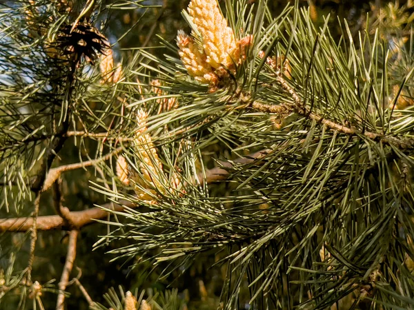 Pine Flowering Due Large Amount Pollen Difficult Period Allergy Sufferers — Stock Photo, Image
