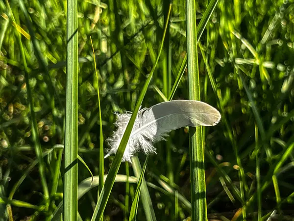 緑の草の刃の上に横たわる白い羽 — ストック写真
