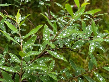 Van Houtte 'un genç bir çayır ağacı Spiraea Vanhouttei çiçeksiz ve sadece üzerinde su damlaları olan yapraklarla.