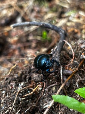 Dung beetle cleans up the area in the forest area. You can be like him and 