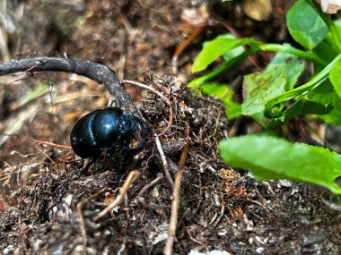 Dung beetle cleans up the area in the forest area. You can be like him and 