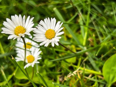 Arka bahçedeki çimlerin arasında papatya tarlası var..