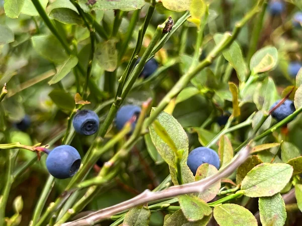 Ripe Blueberries Bushes Forest Ready Picked — Stock Photo, Image
