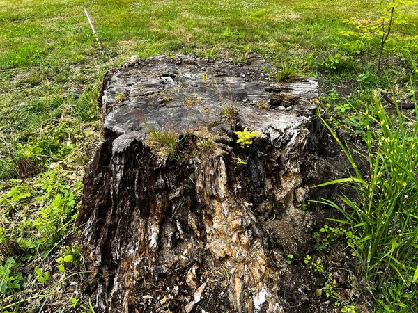 Ein Großer Stumpf Eines Alten Baumes Der Garten Gefällt Wurde — Stockfoto