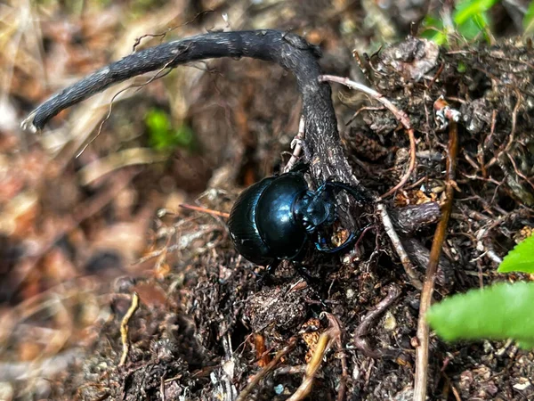 Dung Beetle Cleans Area Forest Area You Can Him Enjoy — Foto de Stock