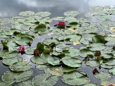 Polonya 'daki Zloty Potok' taki eski sarayın önündeki gölette pembe zambaklar..