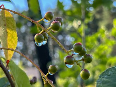Olgunlaşmamış kiraz meyveleri yağmurdan sonra damlalar sallanıyor..