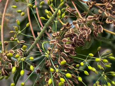 Olgun dereotu, kendi kendine ekti domatesler arasında büyüyen bir folyo çadırında..