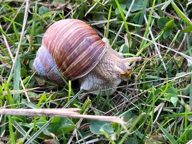 Çayırdaki üzüm salyangozu, küçük otların arasında..