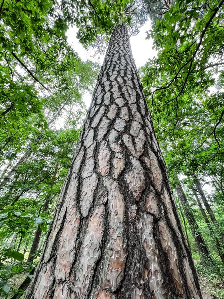 Tall pine tree with a straight trunk and nice bark in Poland, Zloty Potok region in Jura Krakowsko Czestochoska.