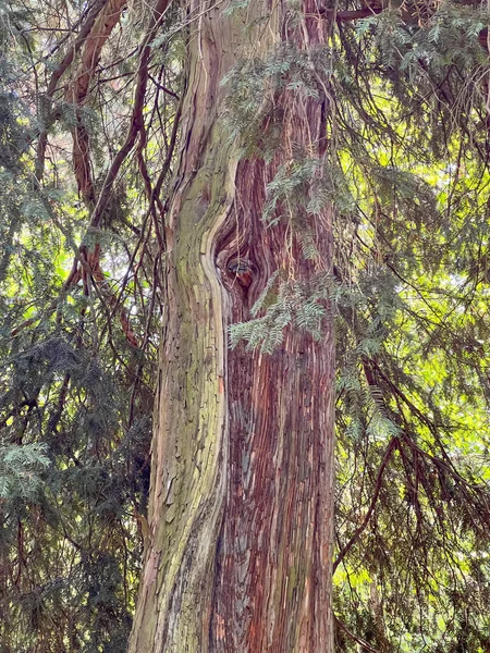 Памятник Природы Тис Доннерсмарк Одно Старых Деревьев Силезии Свикланецких Лесах — стоковое фото