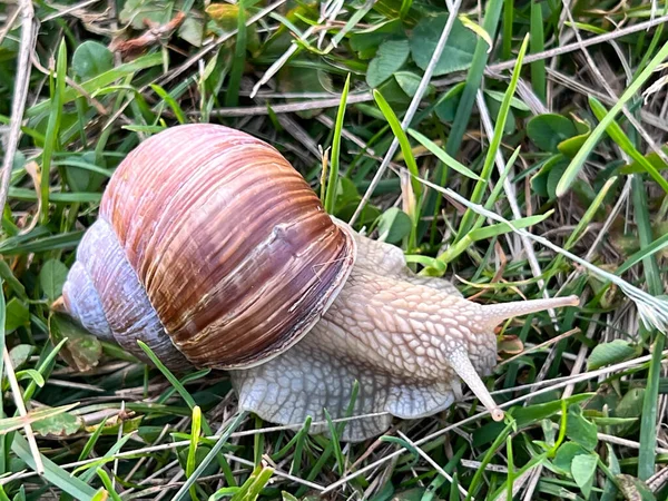 Vineyard Snail Meadow Small Grasses — Stock Photo, Image