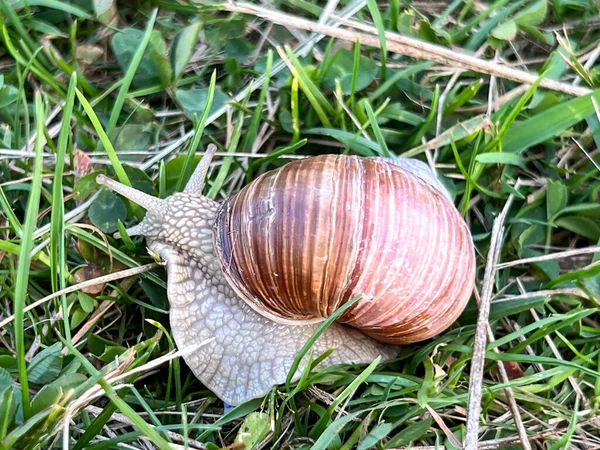 Vineyard Snail Meadow Small Grasses — Stock Photo, Image