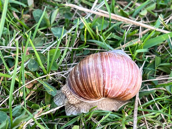 草原上的葡萄园蜗牛 在小草中 — 图库照片