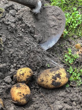 Geleneksel olarak patates kazmak, eski günlerdeki gibi, bir kazıcı ve bir çapa kullanarak ev bahçesinde.