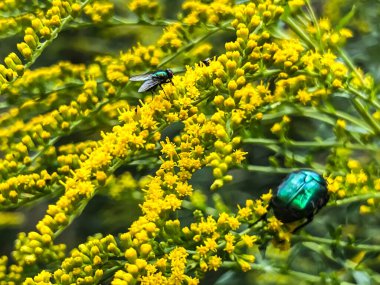 Sarı çiçekli altın çubuk üzerinde böcekler, sinekler ve diğer böcekler..