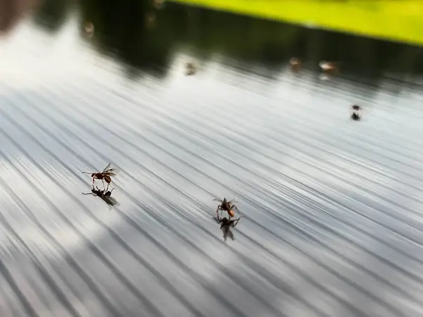 Geflügelte Ameisen Auf Einem Polycarbonat Dach Wie Auf Einer Eisdecke — Stockfoto