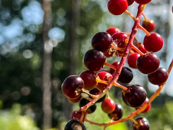 Bird cherry fruit, red-black in color, before fully ripe.