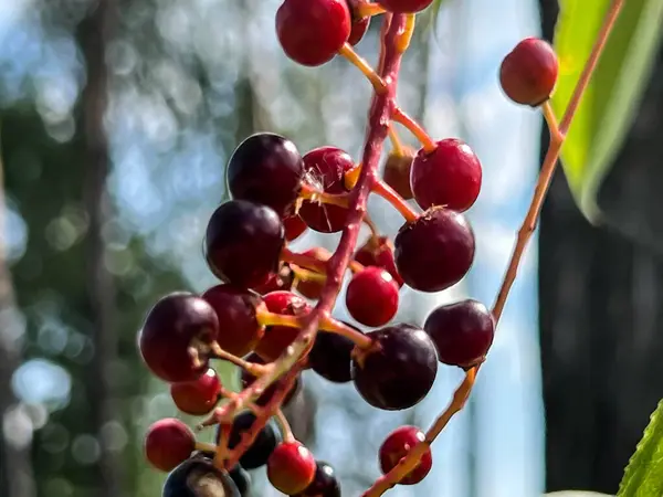 Bird cherry fruit, red-black in color, before fully ripe.