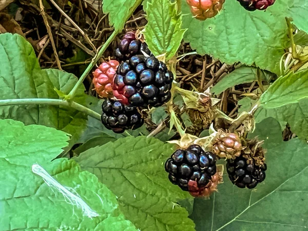 灌木上的野黑莓 有些成熟 有些成熟或干枯 — 图库照片