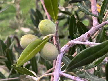 Bir dalın üzerinde çeşitli derecelerde olgunlaşmış zeytin meyveleri. - Yaklaşma. Makro.