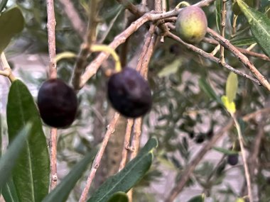 Bir dalın üzerinde çeşitli derecelerde olgunlaşmış zeytin meyveleri. - Yaklaşma. Makro.