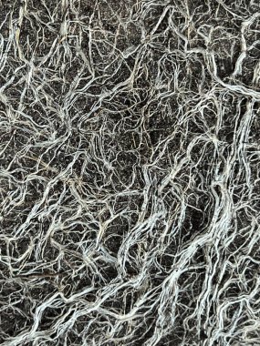 Sonbaharda bir saksıdan bir çiçek çıkardıktan sonra bir kökler karışıklığı bütün yaz boyunca bahçede büyümüş ve çiçek açmıştı..