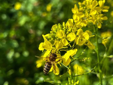 Sonbaharda arılar sarı ve beyaz hardal çiçekleri eker..