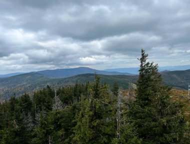 Dağ yamacında bir çıkıntıda yetişen ve düşmeyen büyük bir ağaç. Beskid Slaski, Polonya 'daki Barania Gora bölgesi. Kulesi olan Klimczok tepesi görülebilir..
