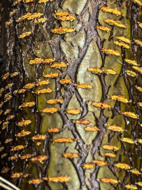 Arka plan olarak genç bir kuşun vişne ağacının kabuğu..