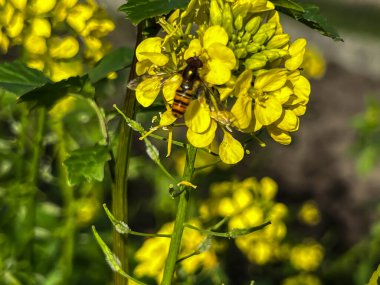 Sarı çiçeklerle yakından ilgilenen bir arı..