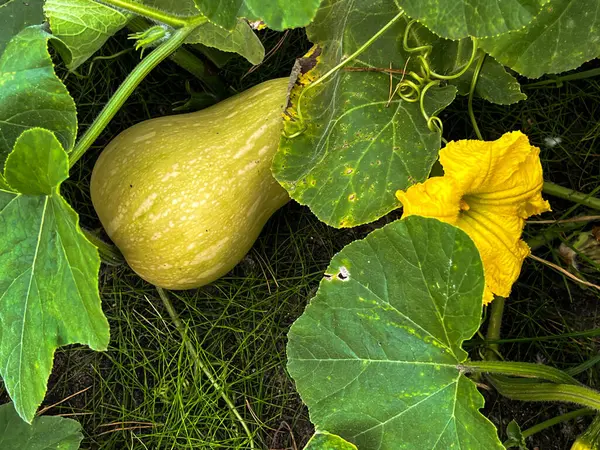 Butternut squash fruit and the whole plant in natural conditions.