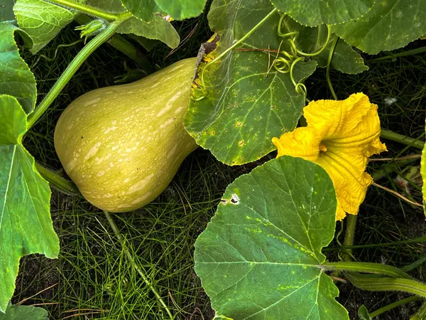 Butternut squash fruit and the whole plant in natural conditions.