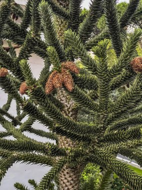 Maymun Bulmaca Ağacı, Araucaria araucana, Araucariaceae.