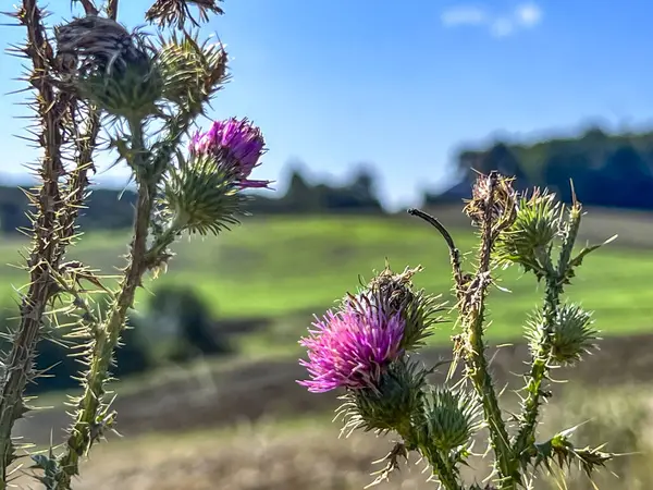 Thistle, a weed against the background of an agricultural field. For example, a reference to the biblical weed (Mt 13:24-30).