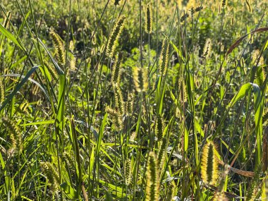 Çiçek açan bir ot (Phleum pratenese, Timothy grass, Japon tespihi, Sateria veya diğer) öğleden sonra güneşi altında küçük tüyleri olan bir tırtıla benzer..