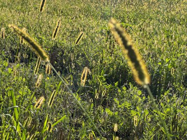 Çiçek açan bir ot (Phleum pratenese, Timothy grass, Japon tespihi, Sateria veya diğer) öğleden sonra güneşi altında küçük tüyleri olan bir tırtıla benzer..