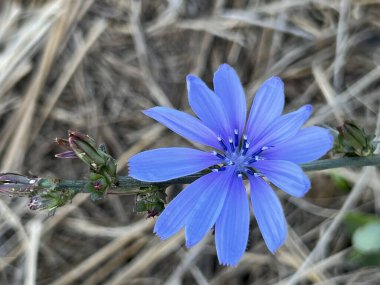 Genel hindiba çiçekleri, Cichorium intybus, İtalya 'da Napoli bölgesinde, Avrupa' dan yerli bitki.