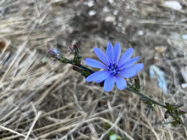Genel hindiba çiçekleri, Cichorium intybus, İtalya 'da Napoli bölgesinde, Avrupa' dan yerli bitki.