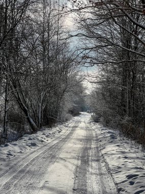 Kışın ağaçlar arasında kırsal toprak yol.