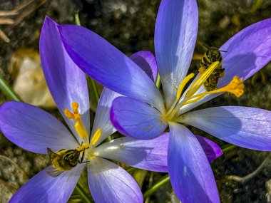 İlkbaharın başlarında açan timsahlar ve bal üretimi için 