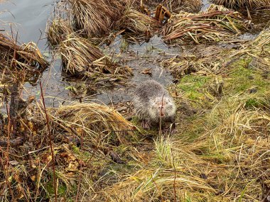 Polonya 'nın Kalety Zielona kentindeki gölette yaşayan Nutria.