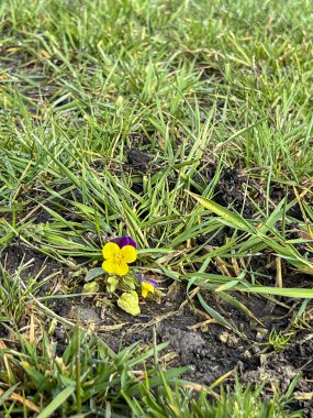 Büyük bir çayıra kendini eken yalnız bir nonoş baharın başlarında çiçek açtı..