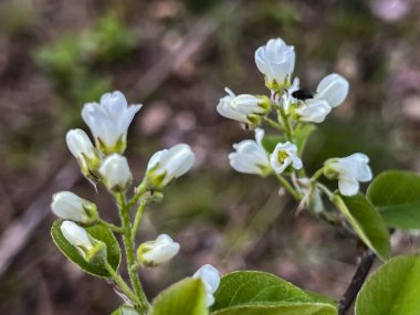 Vahşi doğada büyüyen Saskatoon yuvarlak çiçekleri, ilkbaharın başlarında yakın plan.