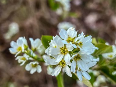 Vahşi doğada büyüyen Saskatoon yuvarlak çiçekleri, ilkbaharın başlarında yakın plan.