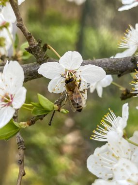 İlkbaharın başlarında açan Mirabelle erik ağacının yakın çekimi..